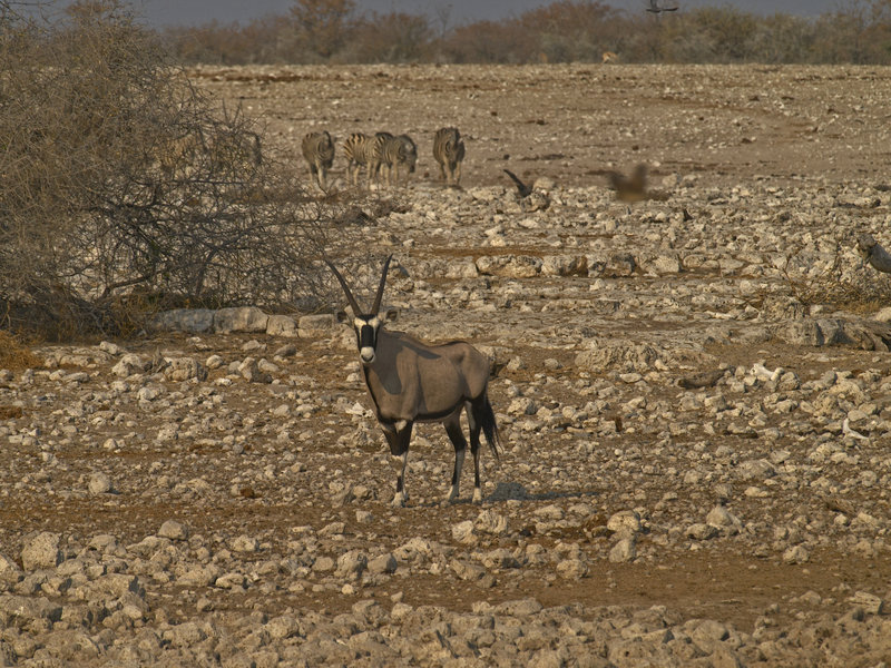 Okaukuejo, Zebra, Oryx
